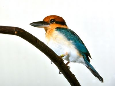 A female Guam kingfisher at the Smithsonian Conservation Biology Institute in 2012.