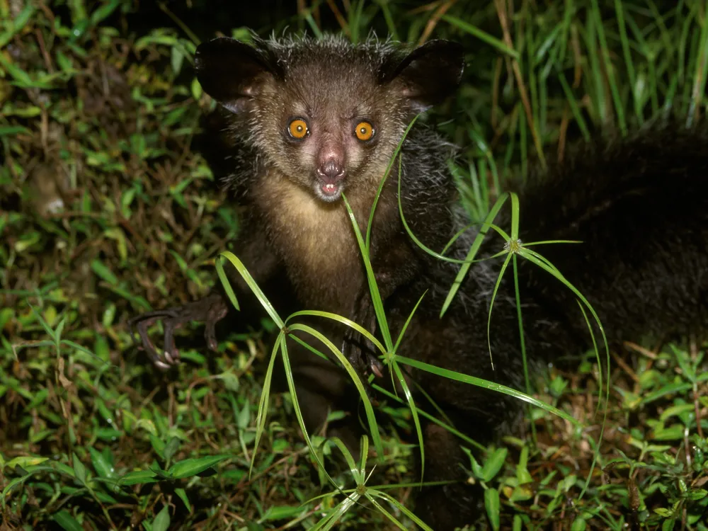An aye-aye in the grass at night stares at the camera with its right forearm extended.