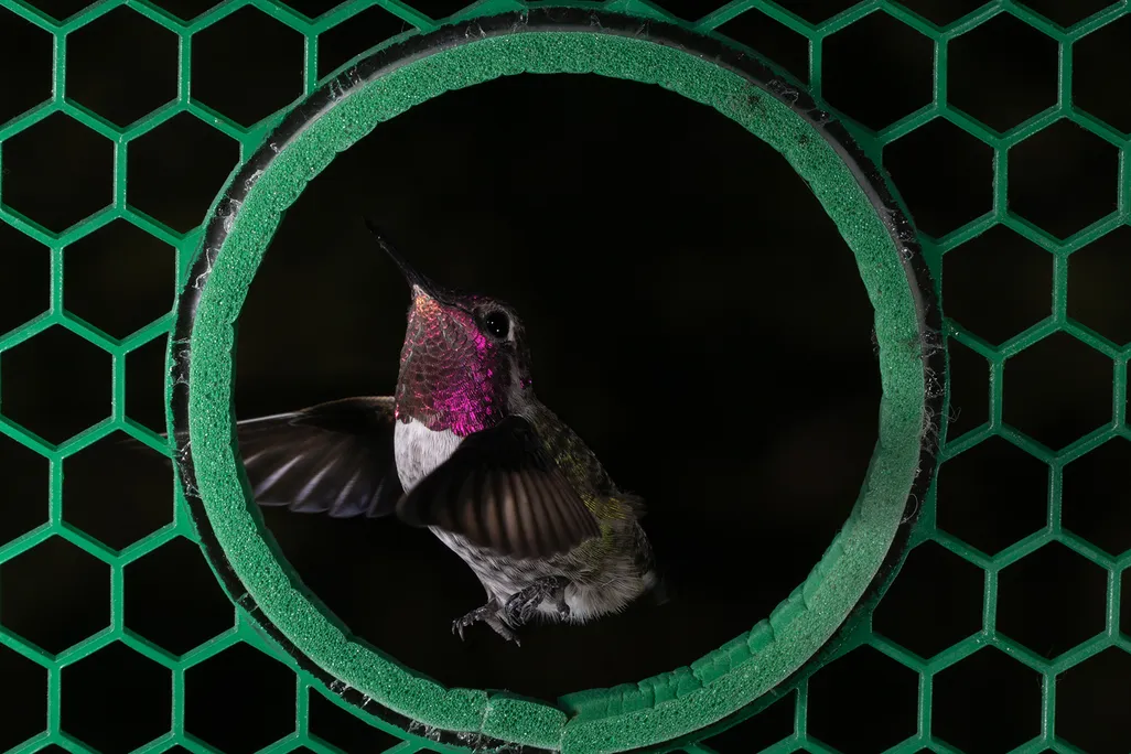 Colorful hummingbird flying through green hole with wide green mesh surrounding