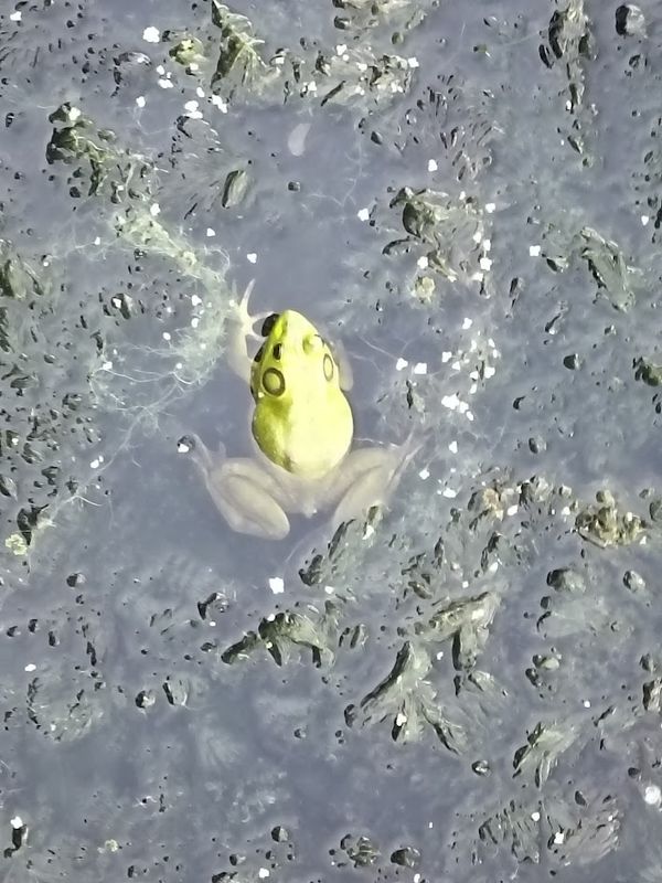 Frog in swamp thumbnail