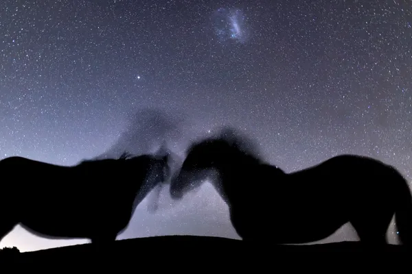 Two horses co-grooming in the night sky, Taupo thumbnail