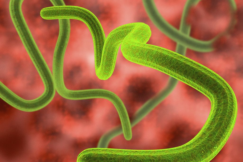 08_25_2014_ebola.jpg