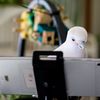 Scientists Taught Pet Parrots to Video Call Each Other—and the Birds Loved It icon