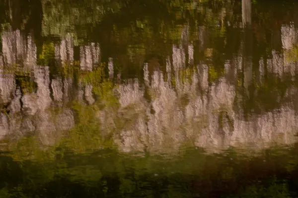 Wysteria Reflected as a Monet thumbnail