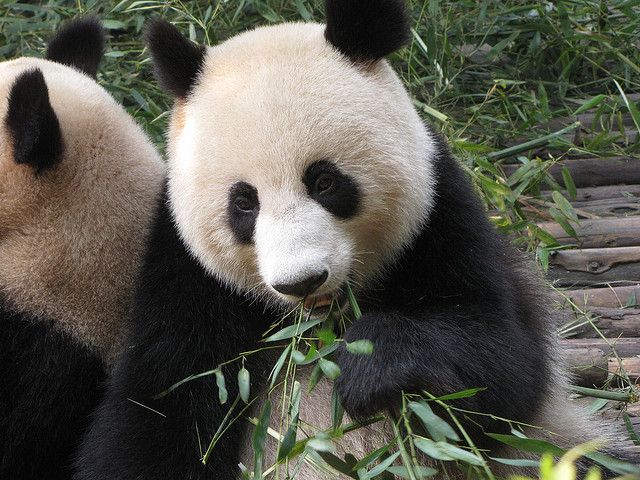 20121113023015panda.jpg