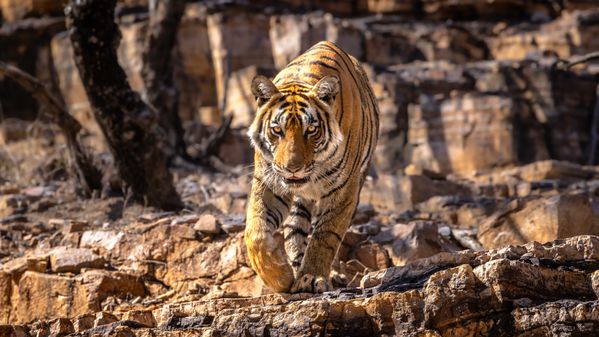 The Queen of Ranthambore thumbnail