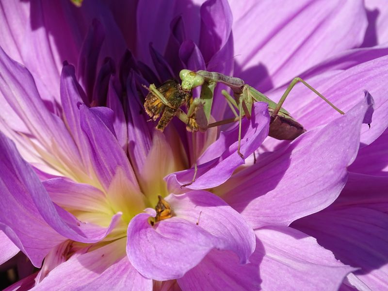 Praying Mantis Eating a butterfly Smithsonian Photo Contest