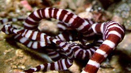Ribbon worms come in all shapes and sizes. This one, with white stripes along the body, was found off the coast of Mexico.