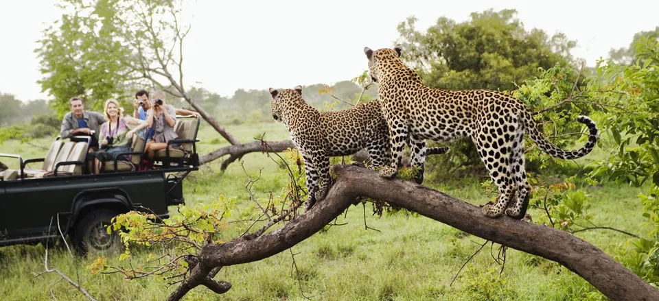 Viewing leopards on safari 