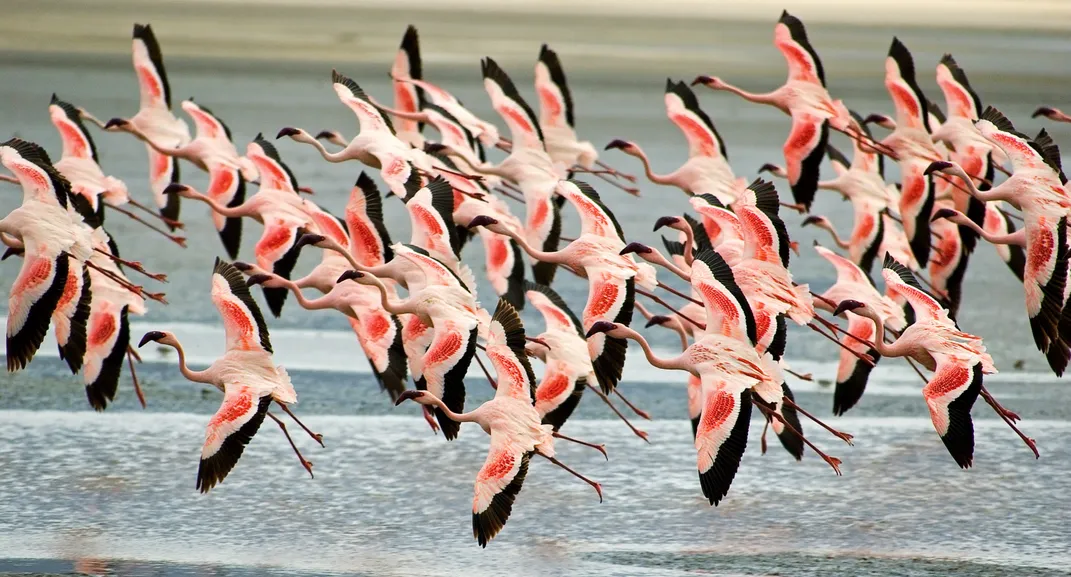 Flamingos at Ngorongoro Crater