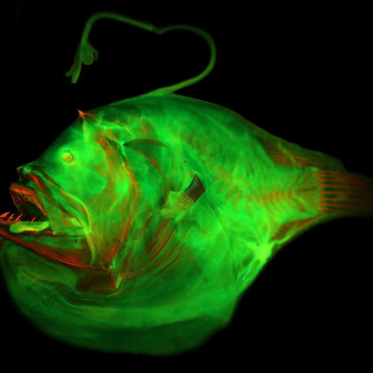 angler fish lure light Underwater Fishing Light, 5pcs Waterproof LED Deep Drop Fishing Night Flashing Attractive Lamp Tool 4.7inch 6.7inch : Sports & Outdoors The BOS Fabrication Glow Can Lure Charger is the ultimate tool for anglers looking to maximize the effectiveness of their glow Anglerfish Are Known for Their