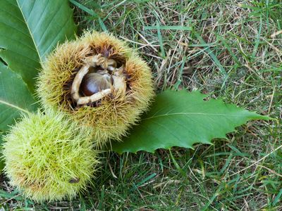 American chestnut seed
