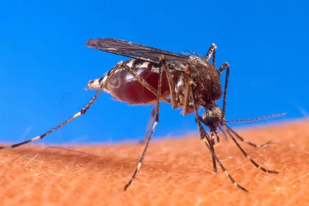 Mosquitoes are vectors for many diseases that infect humans—add one more, Keystone virus, to the list. It's spread by Aedes atlanticus (pictured: the related a. aegypti).