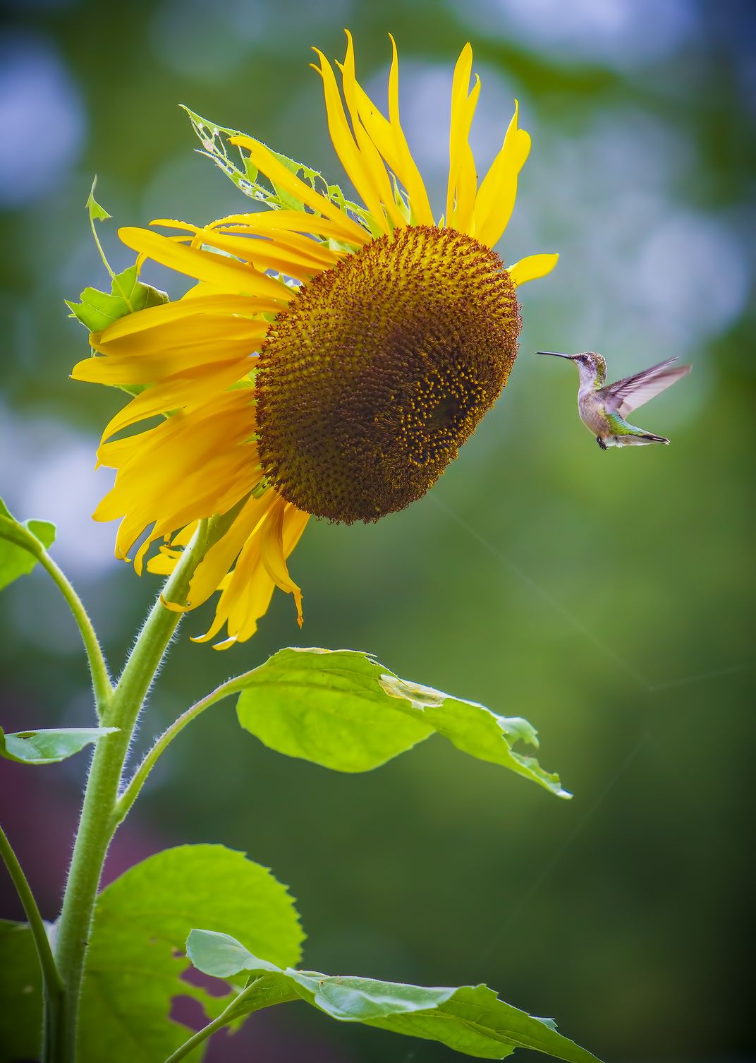 The Sunflower And Hummingbird Smithsonian Photo Contest Smithsonian