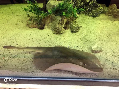 Charlotte, a round stingray, was determined to be pregnant, despite not having a male ray companion for at least eight years.