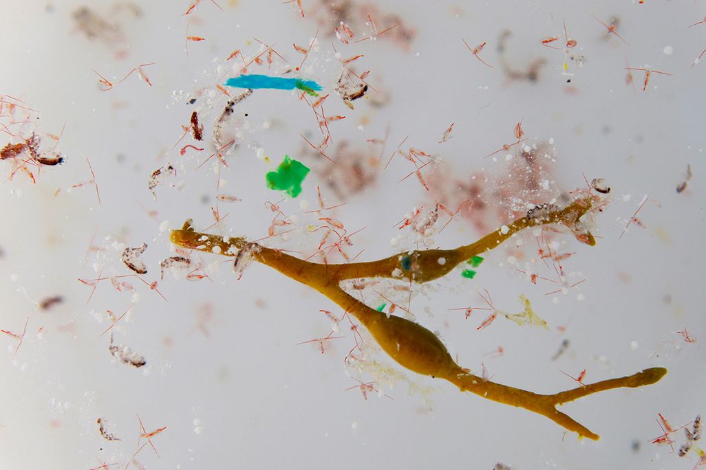 Microplastics and Plankton