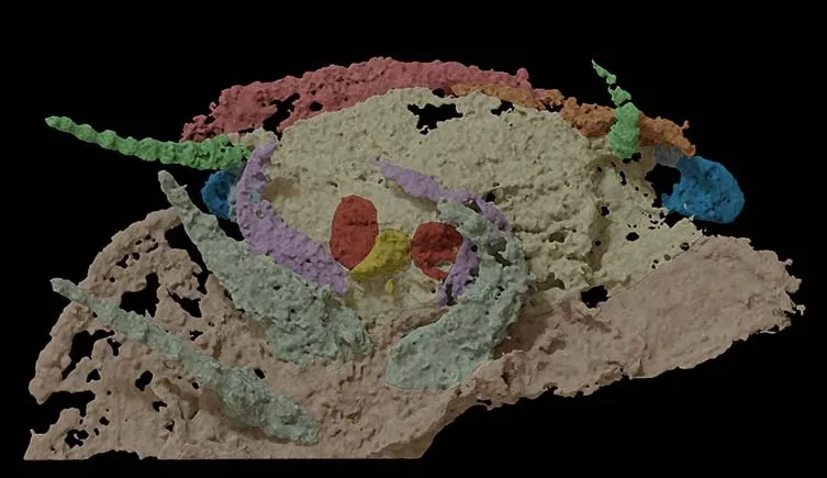 scan of the arthropod's head