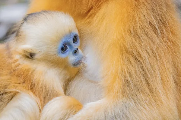 Milk eating thumbnail