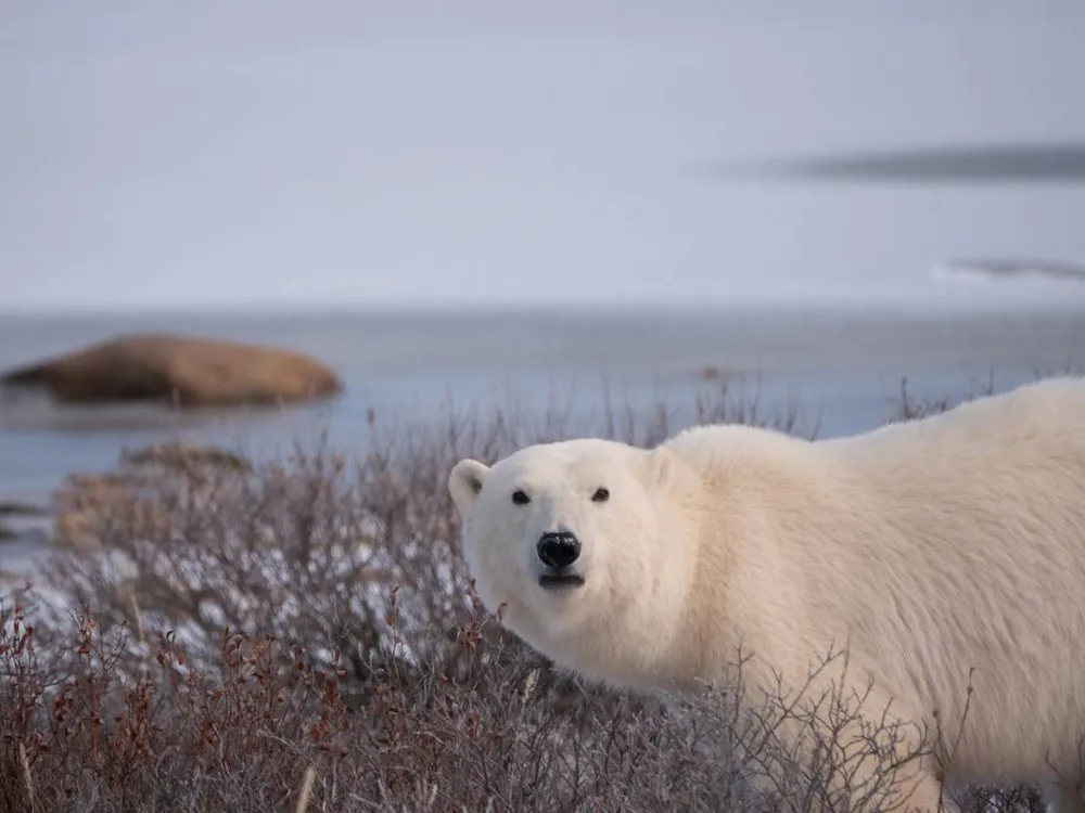 A polar bear looking at the camera