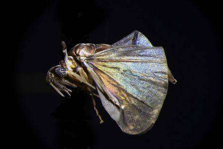 This twisted wing parasite is one twisted killer.