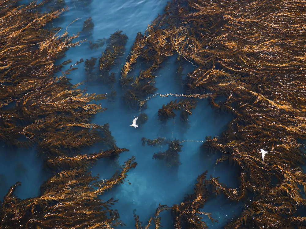 Aerial View of Kelp