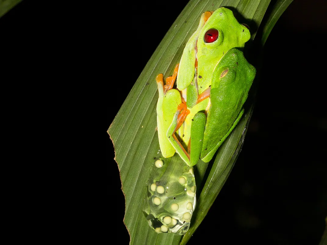 Red-eyed tree frog laying eggs