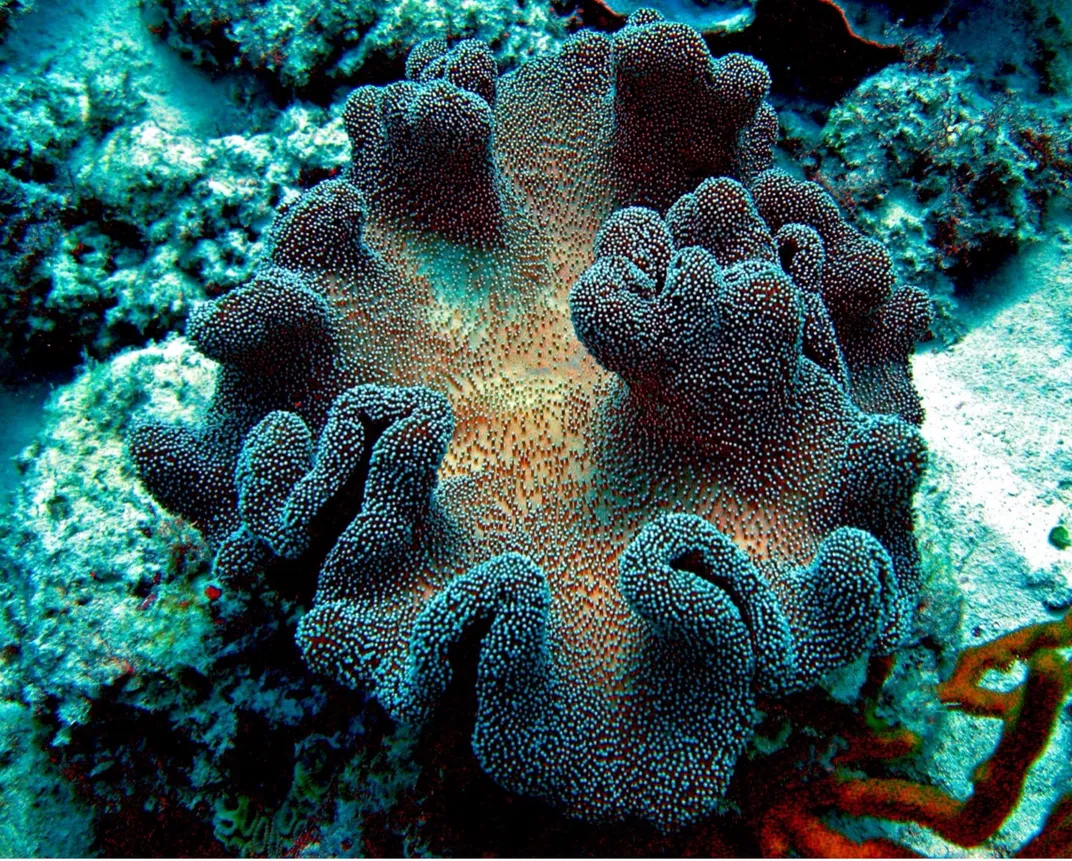 marine animals