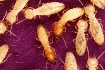 Formosan termites (Coptotermes formosanus) are among two invasive termite species that are interbreeding in South Florida.