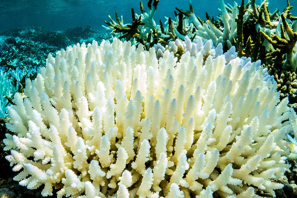 Coral bleaching
