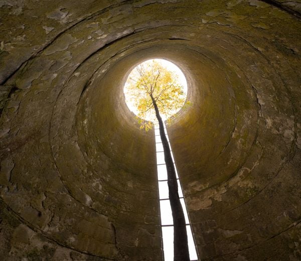 A tough tree grow out of an abandoned silo thumbnail