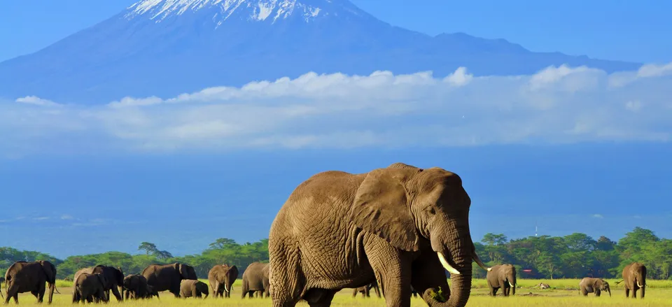  Elephants in Amboseli National Park, Kenya, with Mt. Kilimanjaro in the background 