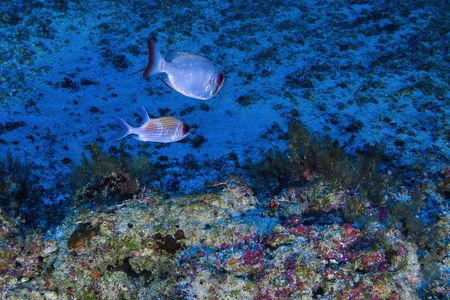 Though coral usually needs light to thrive, the Amazon Reef survives despite murky waters.