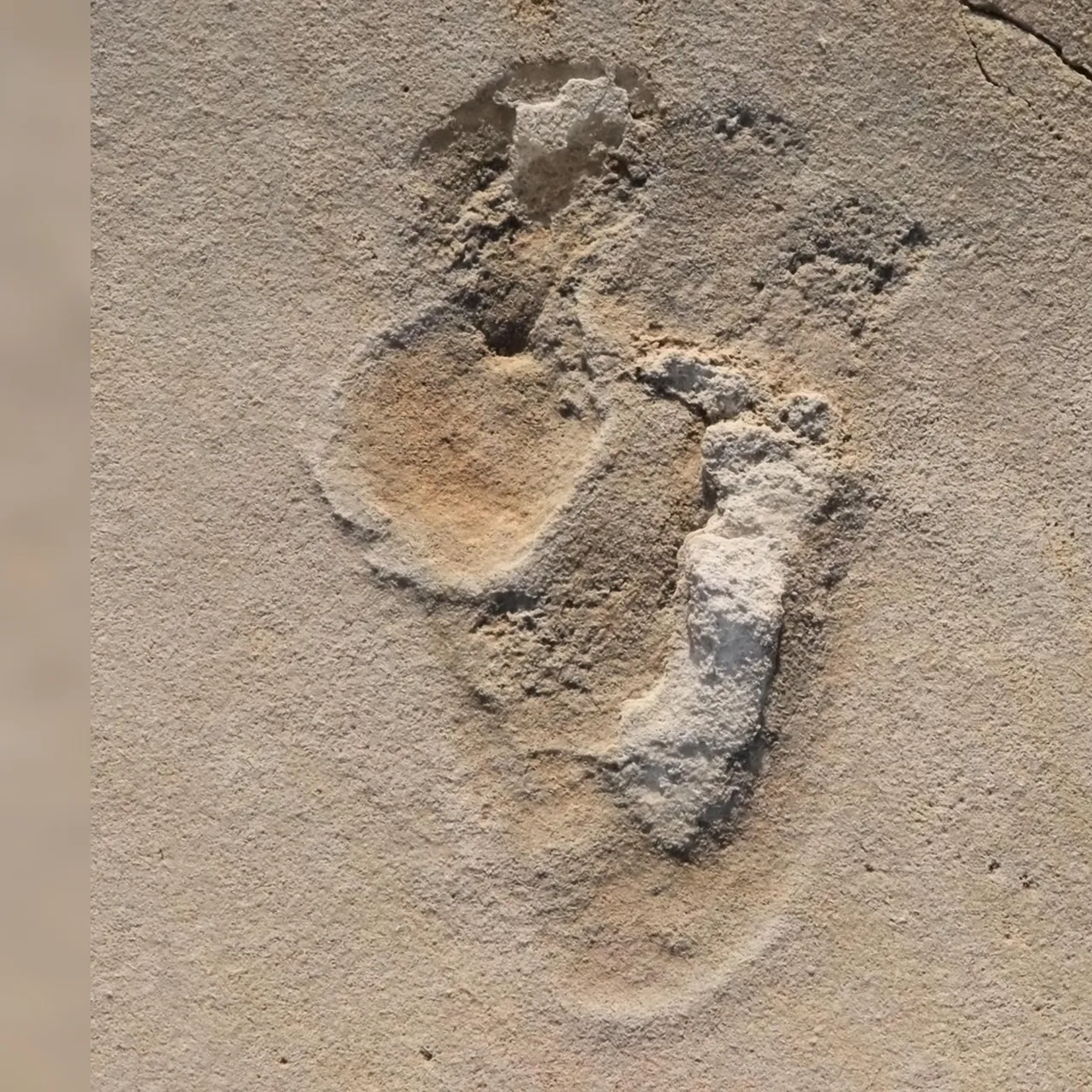 footprint.jpg