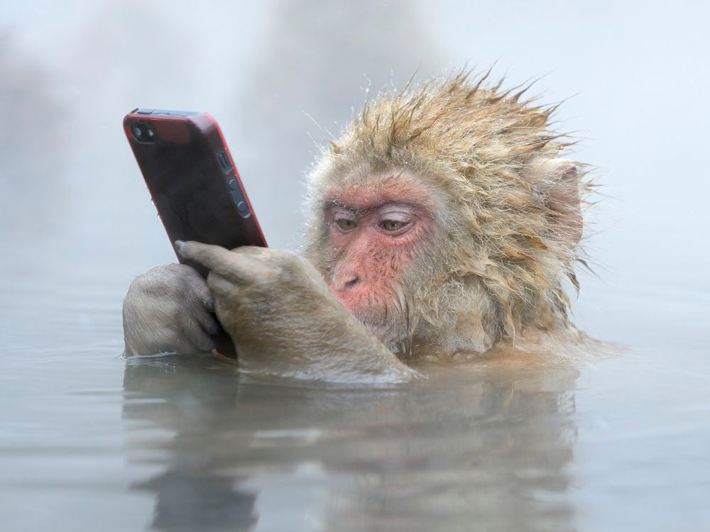 A Japanese macaque holds a stolen cellphone while shoulder deep in hot spring.