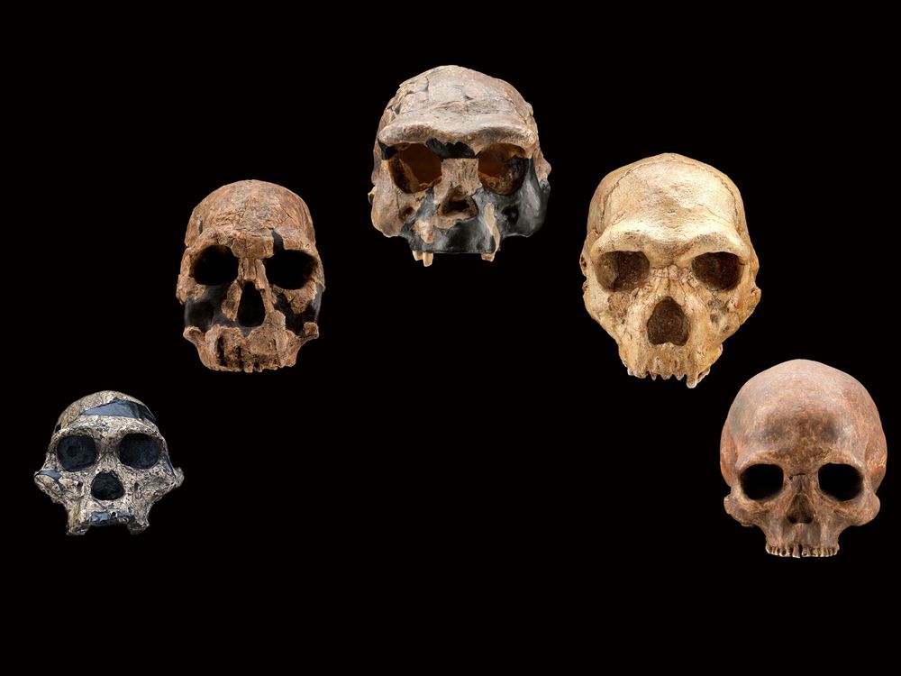 Human Species Skulls