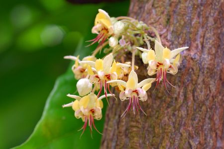 You can thank these Theobroma cacao flowers for your brownie sundae.