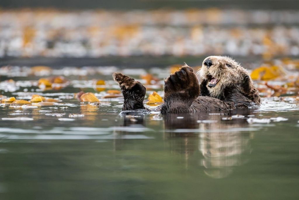 Sea Otter