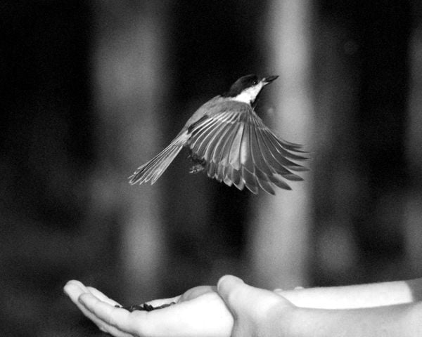 In Good Hands, Chickadee Taking Flight with Sunflower Seed thumbnail