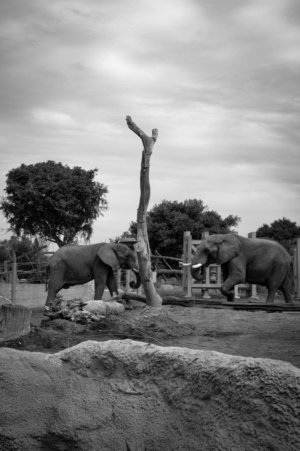 Elephant Friends thumbnail