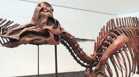 A reconstruction of Corythosaurus at the Royal Ontario Museum