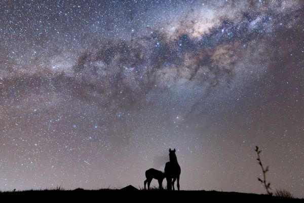 Yo and Sweet Pea under the milky way thumbnail