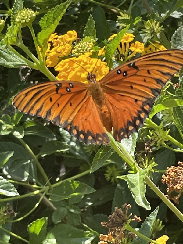 Gulf Fritillary Butterfly thumbnail