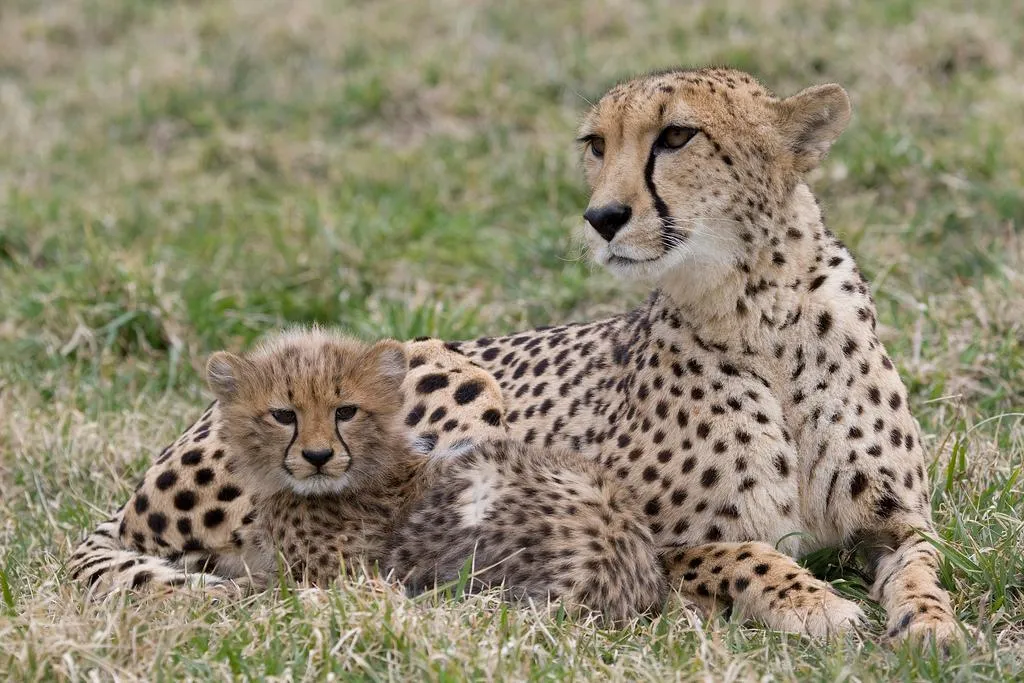 Cheetahs