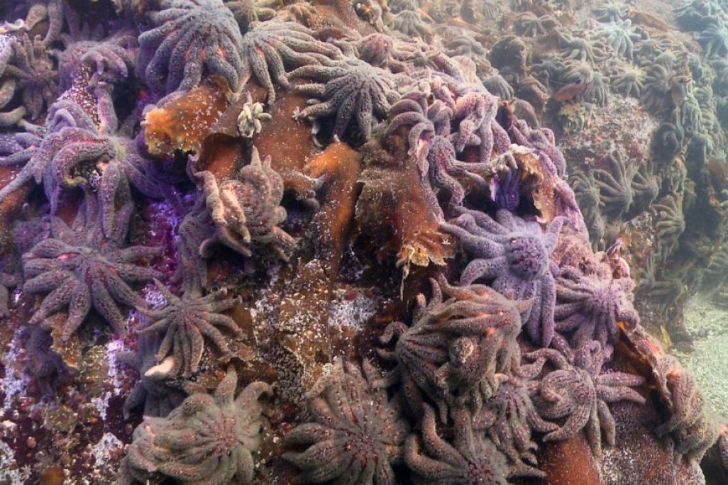 Sunflower Sea Stars