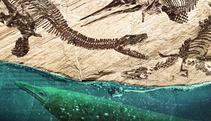 From Massive Eyes to Shark-Like Tails, Seven Amazing Adaptations That Helped Prehistoric Reptiles Thrive at Sea