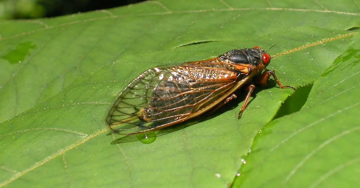 14 Fun Facts About Cicadas, Science
