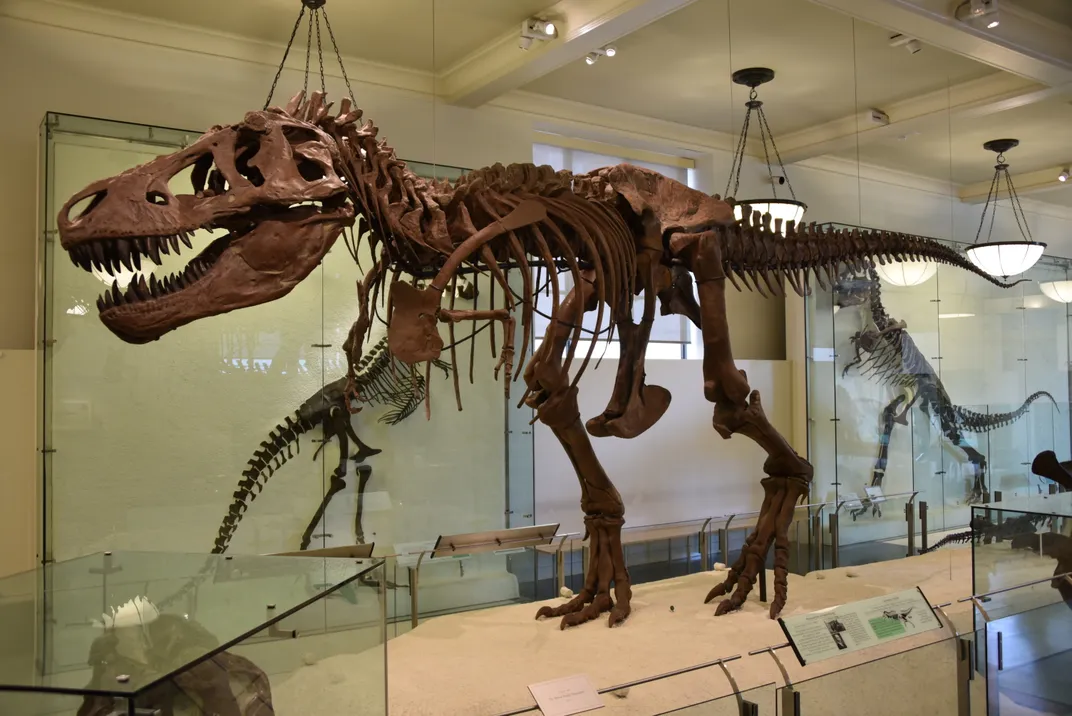 a T. rex skeleton in a museum