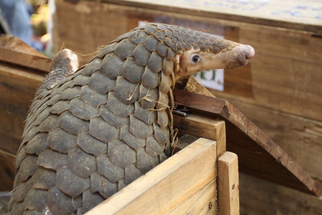 Pangolin