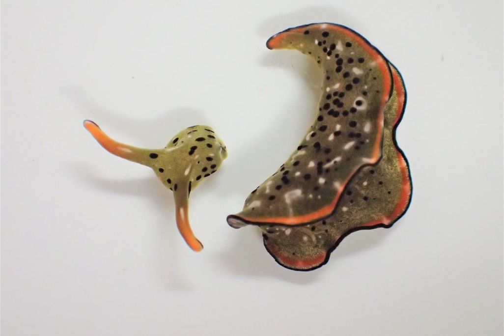 Elysia marginata sea slug