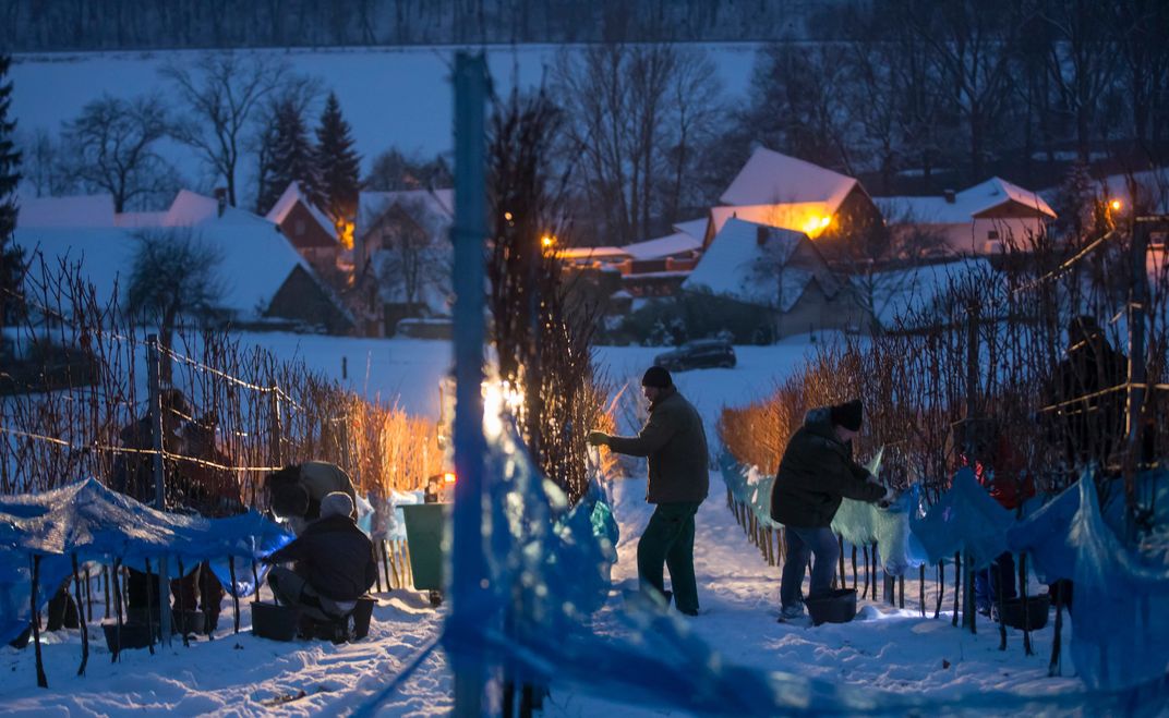 A group hurries to harvest ice wine grapes 